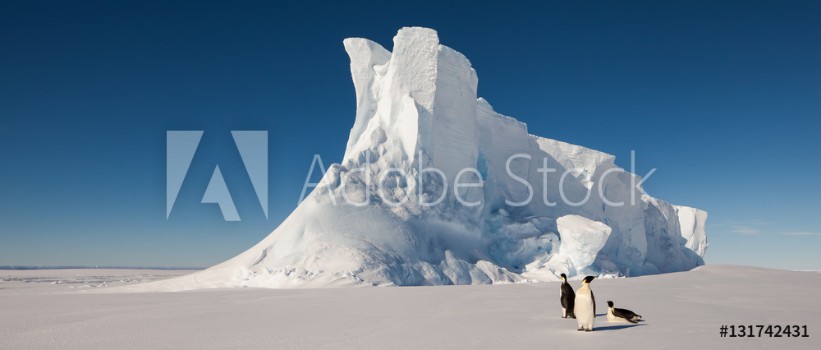 Bild på Emperor penguins in front of massive iceberg